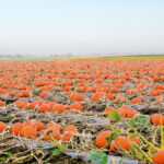 champ de courge en agriculture raisonnée