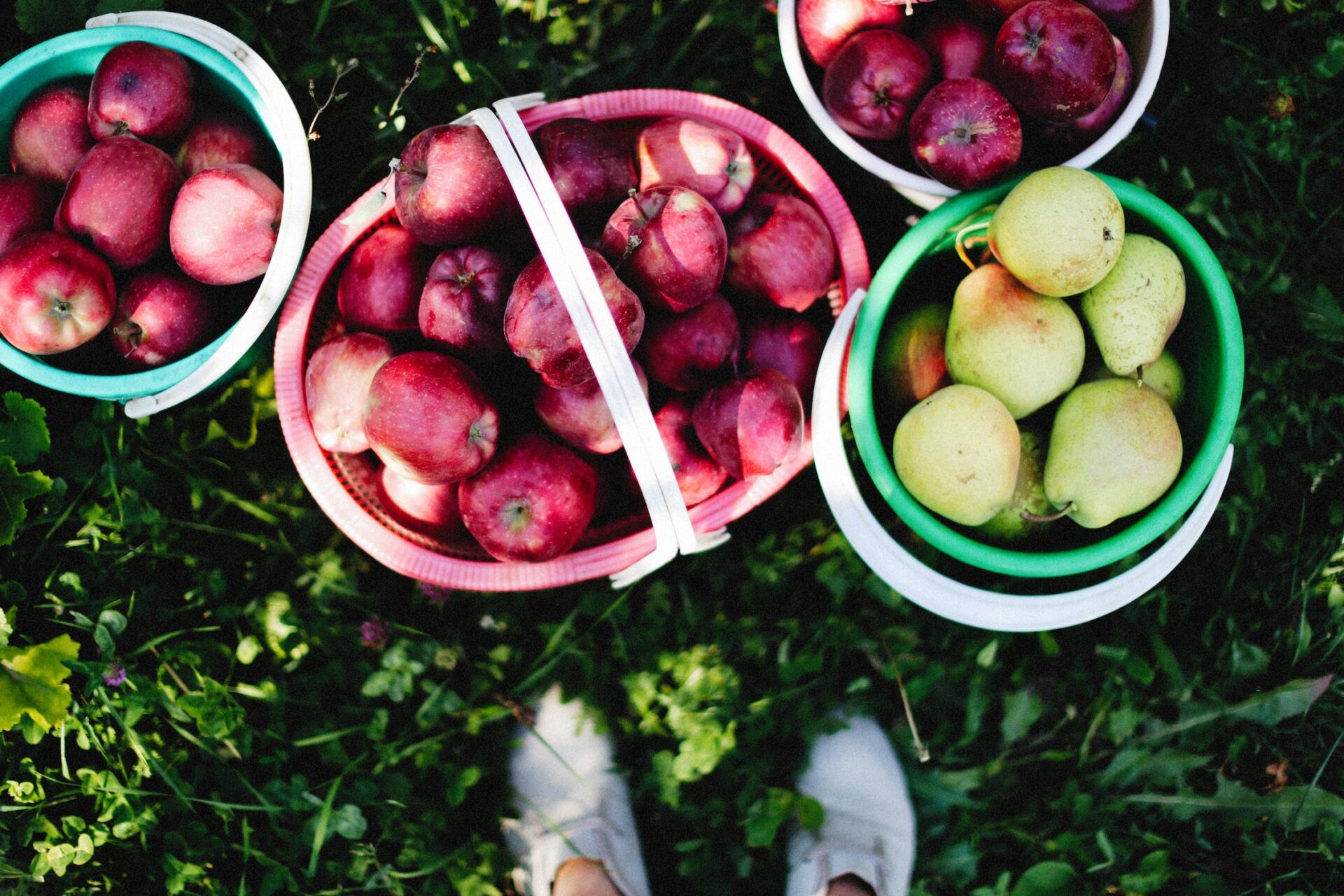 Pommes et poires: fruits locaux et de saison