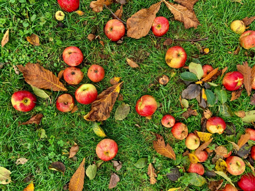 pommes tombées de l'arbre